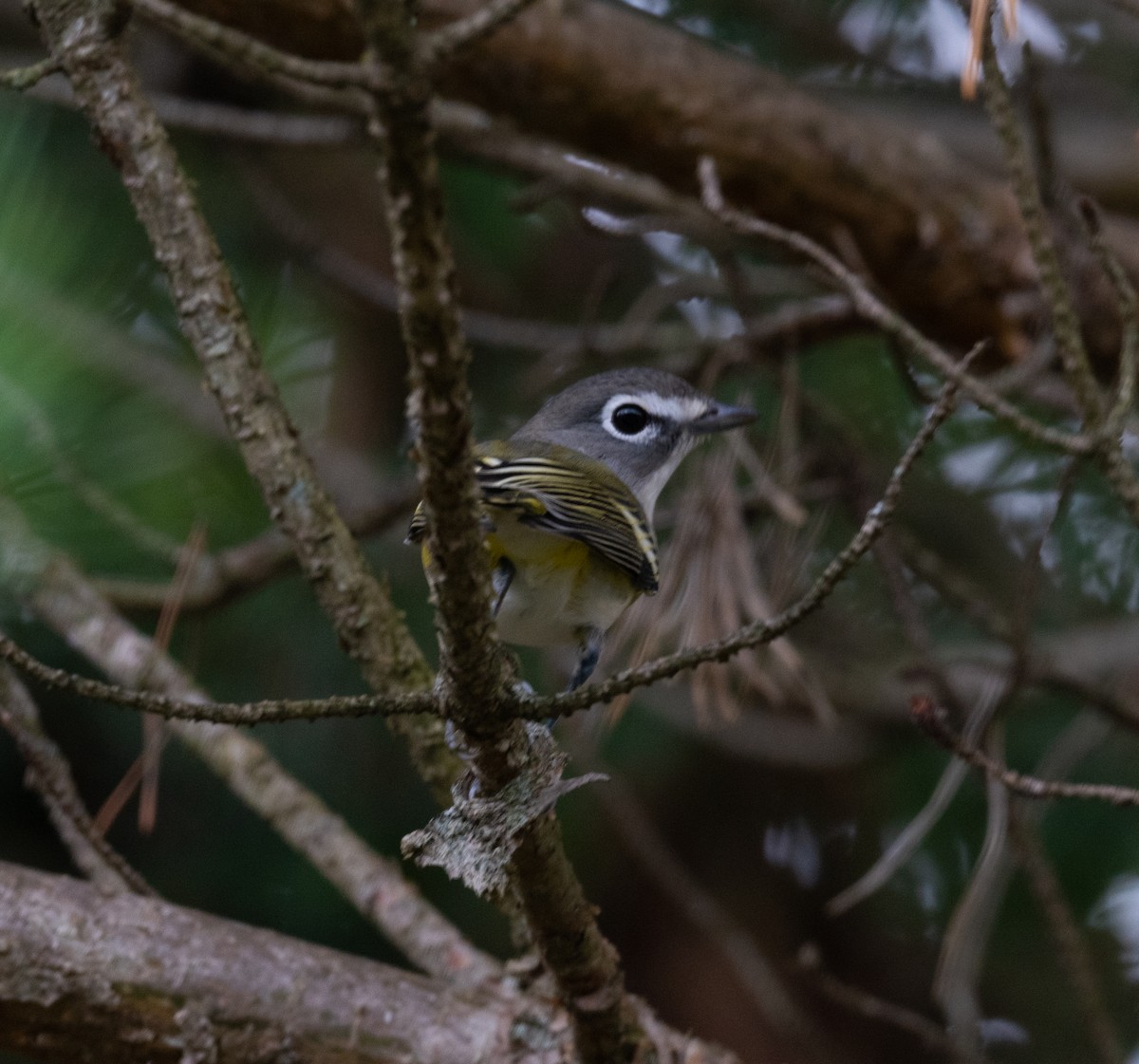 Vireo Solitario - ML487422531