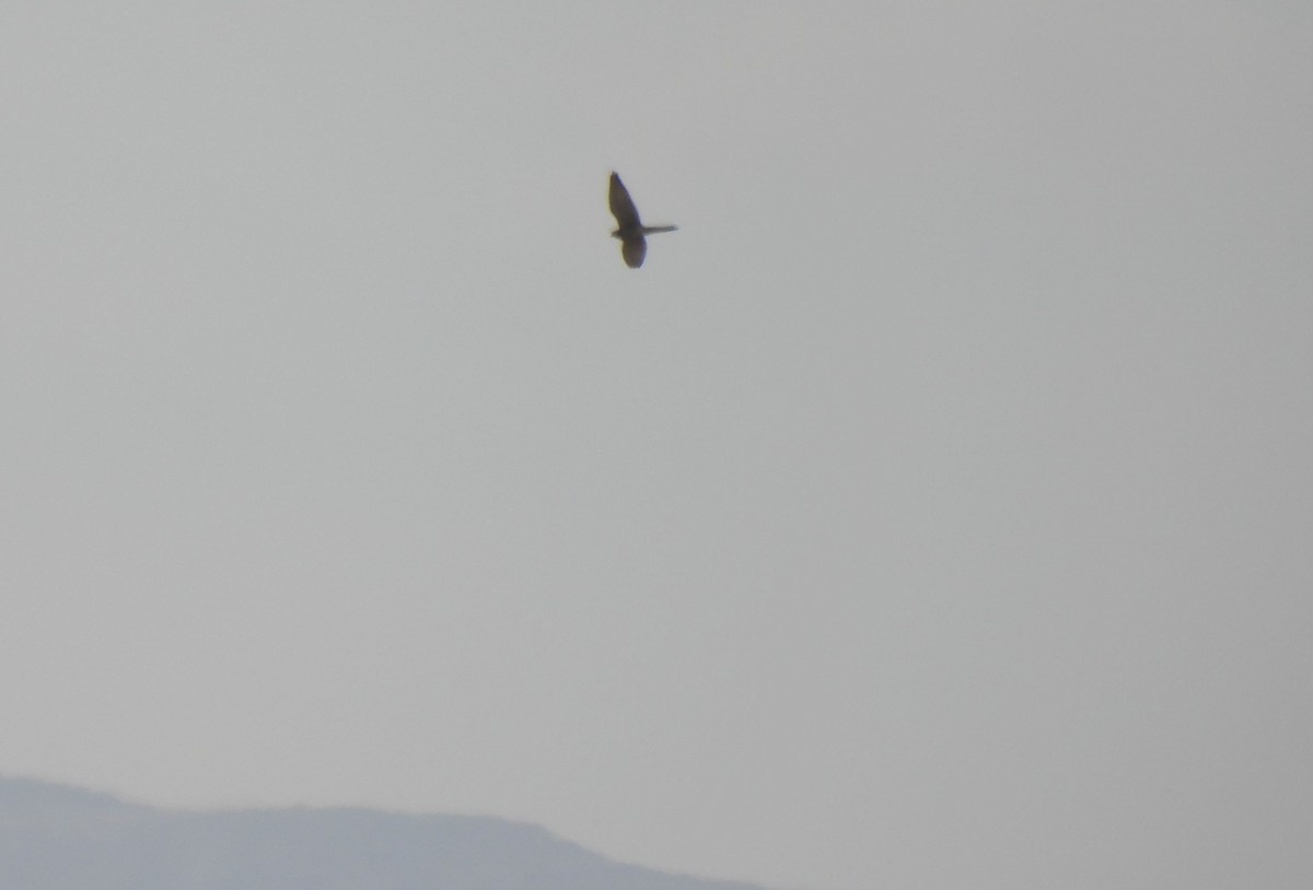 Eleonora's Falcon - ML487422821