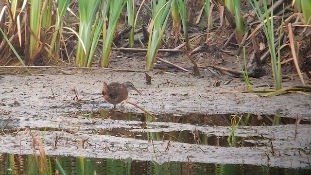 Virginia Rail - ML487423631