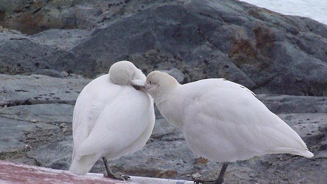 Snowy Sheathbill - ML487424