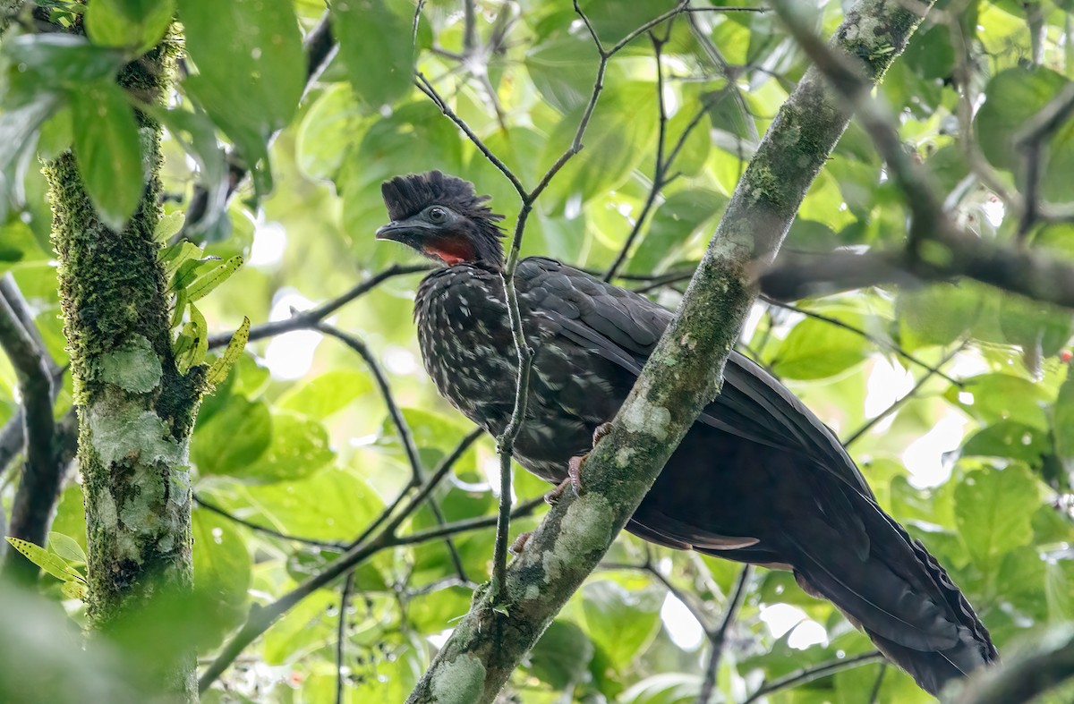 Crested Guan - ML487425411
