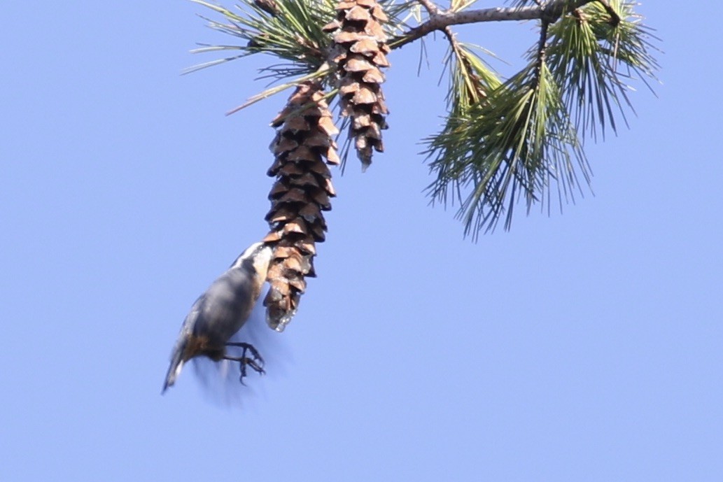 Red-breasted Nuthatch - ML487425601