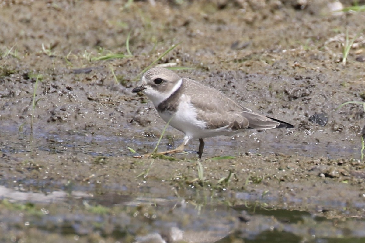 Semipalmated Plover - ML487426281