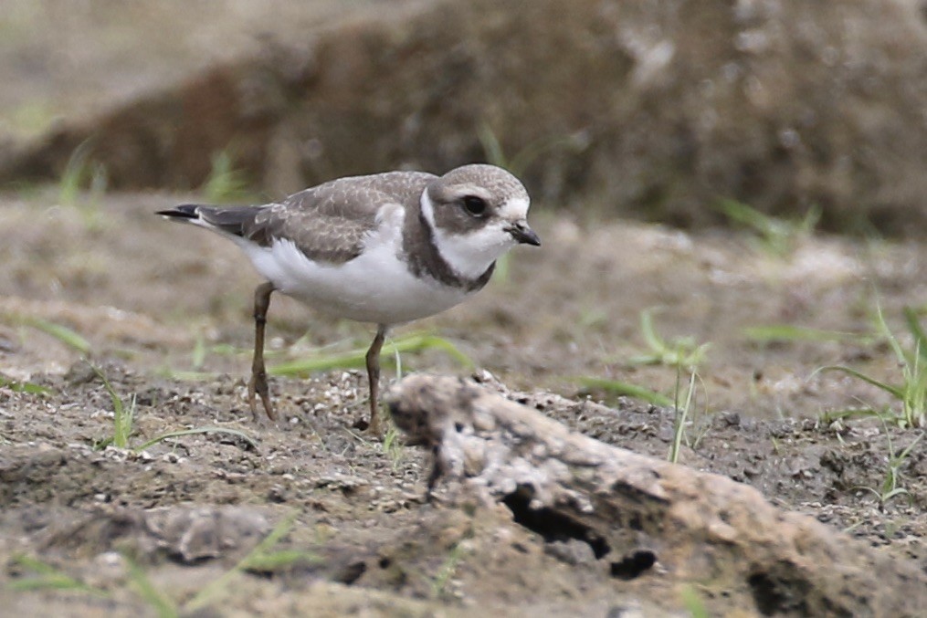 Semipalmated Plover - ML487426291