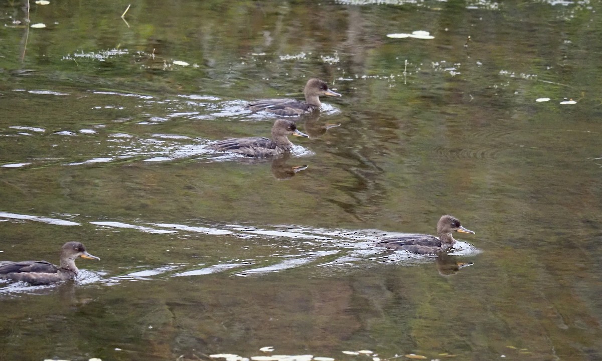 Hooded Merganser - ML487427111