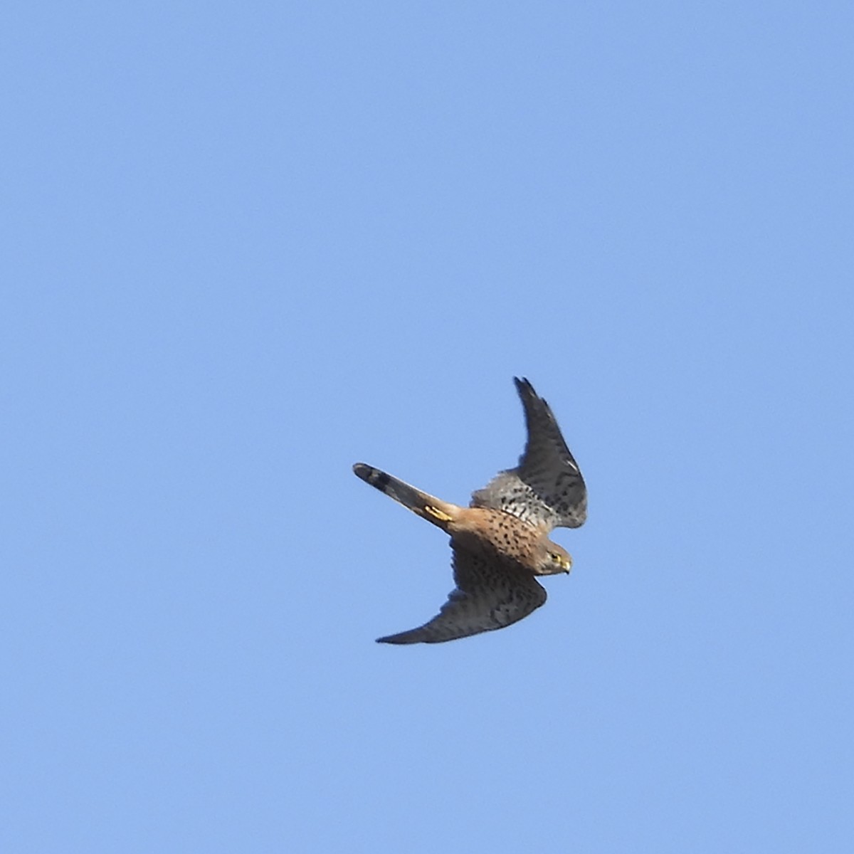 Turmfalke - ML487427281