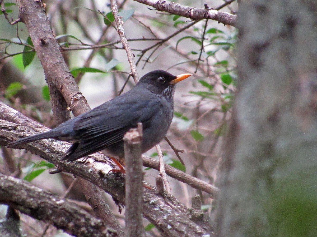 Andean Slaty Thrush - ML487427811