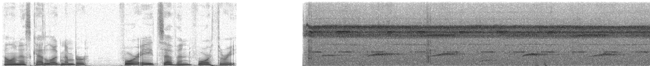 White-fronted Manakin - ML48743