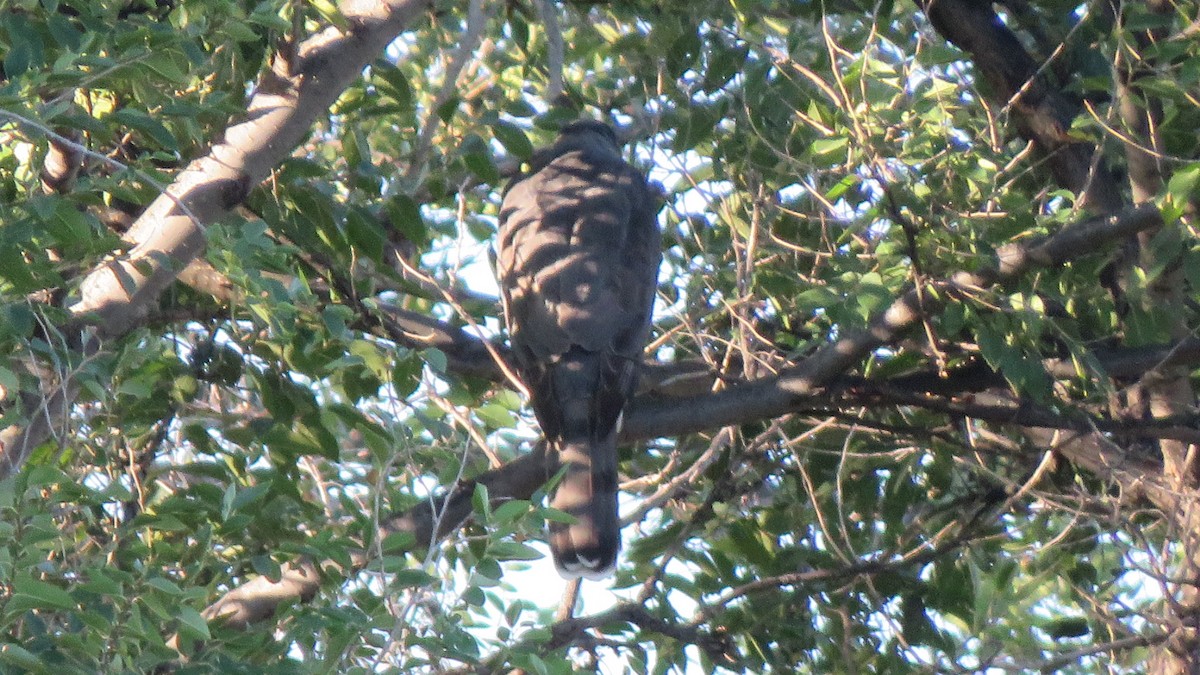 Cooper's Hawk - ML487430951