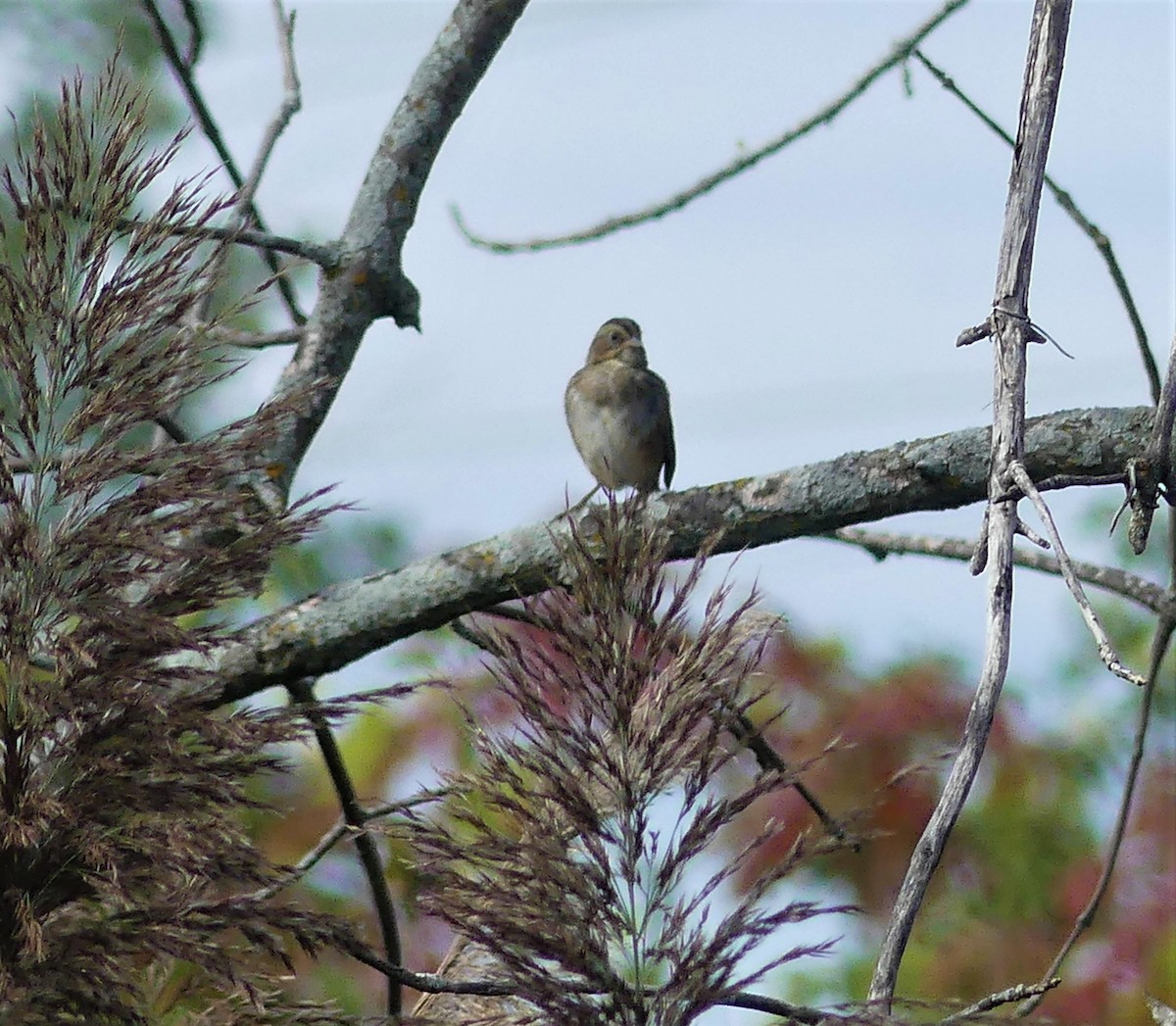 Swamp Sparrow - ML487431201