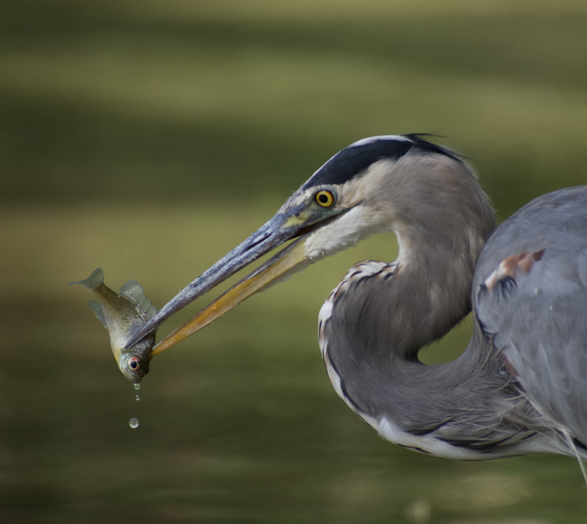 Great Blue Heron - ML487431801