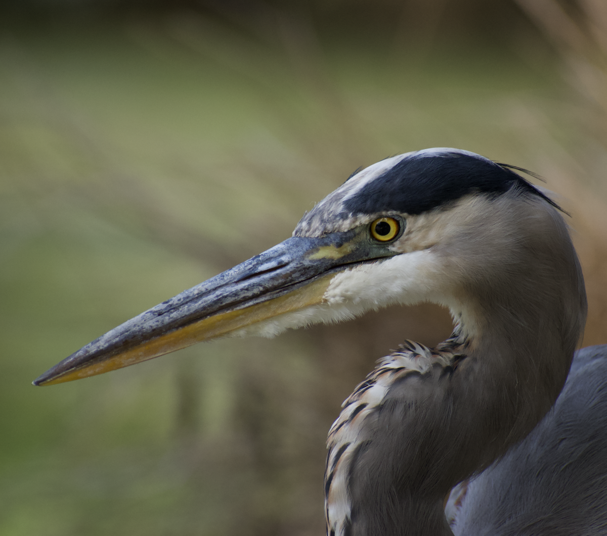Great Blue Heron - ML487431851