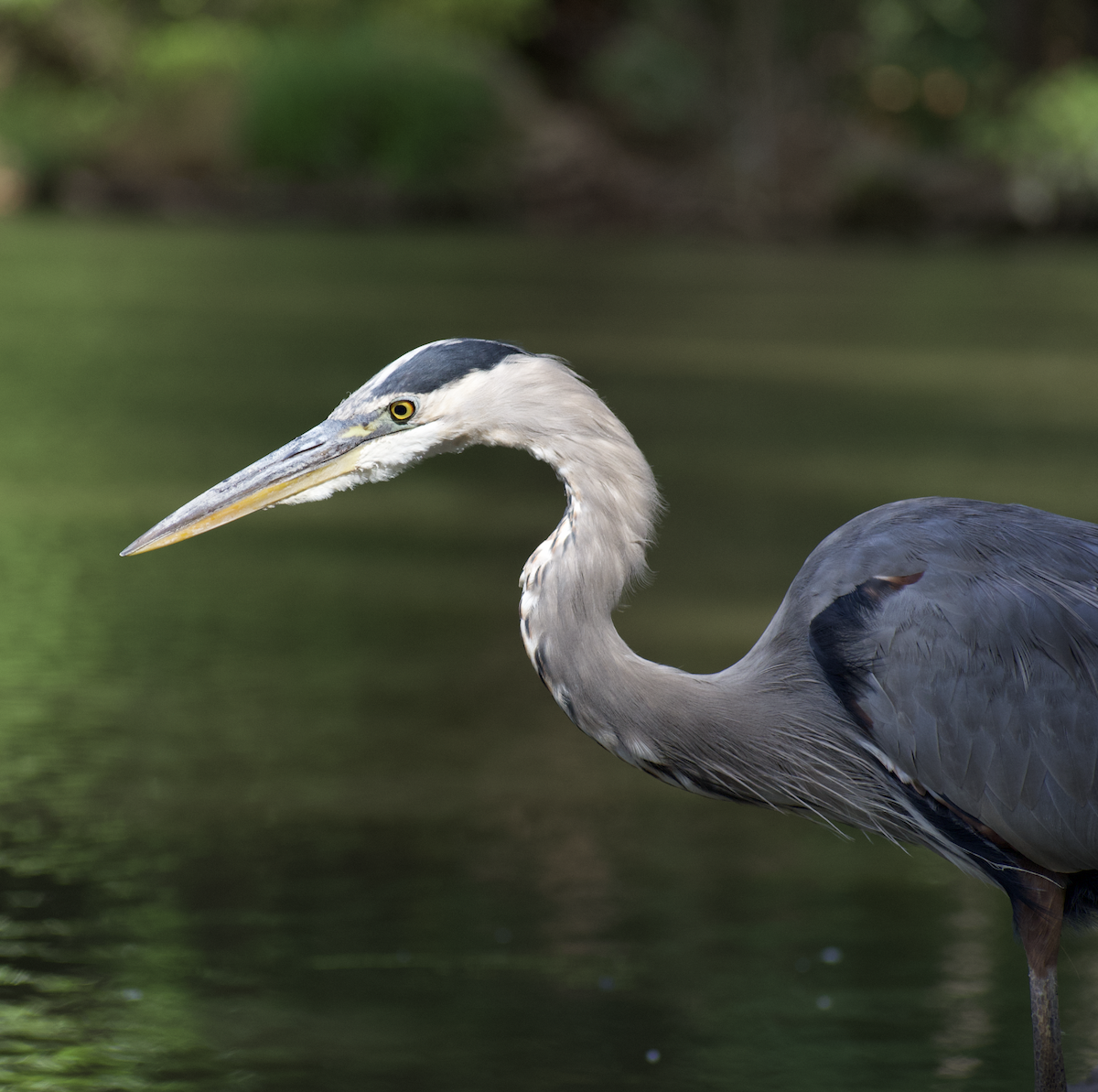 Great Blue Heron - ML487431901