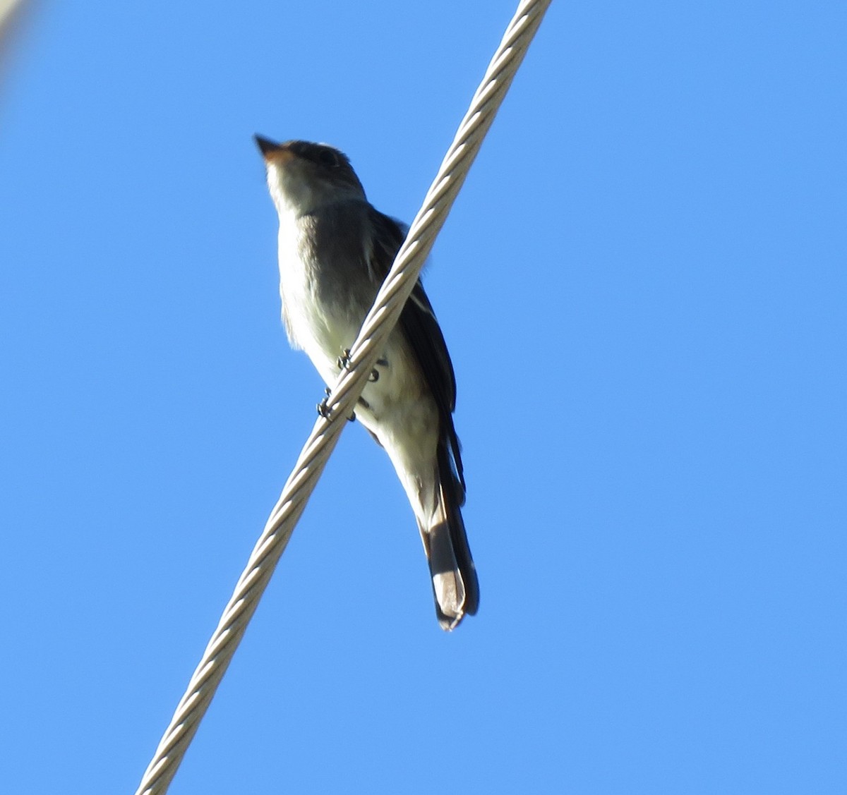 Western Wood-Pewee - ML487432151