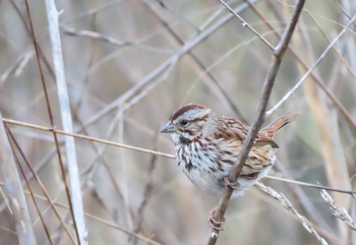 Song Sparrow - ML487432651