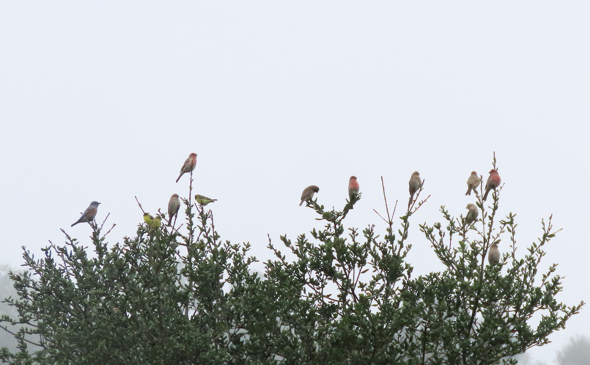 House Finch - ML487433221