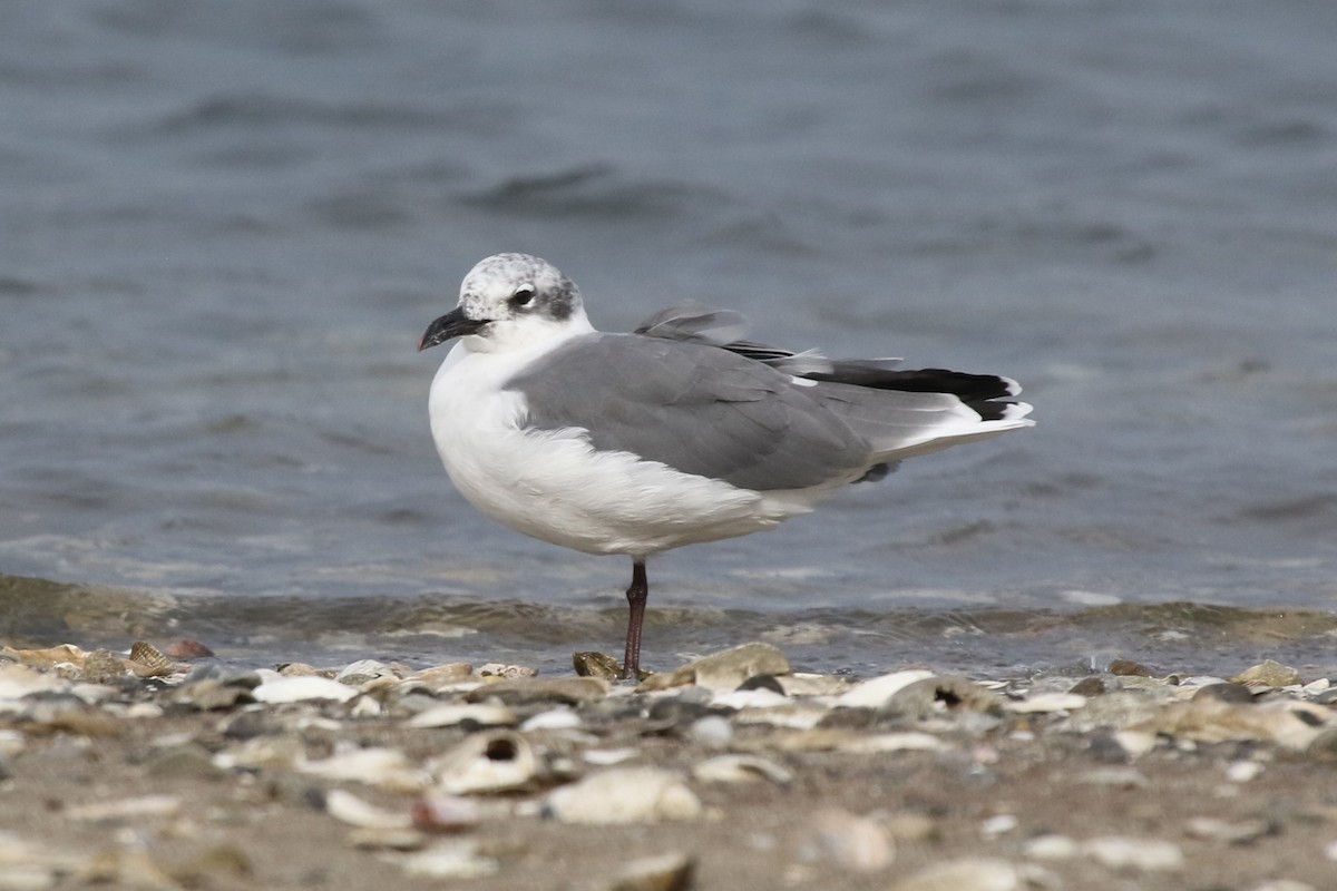 Laughing Gull - ML487433771