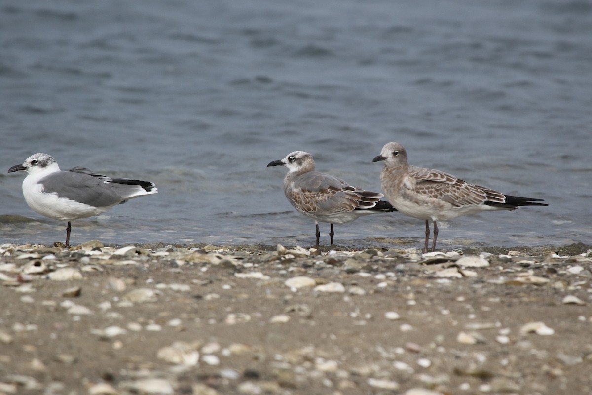 Gaviota Guanaguanare - ML487433791