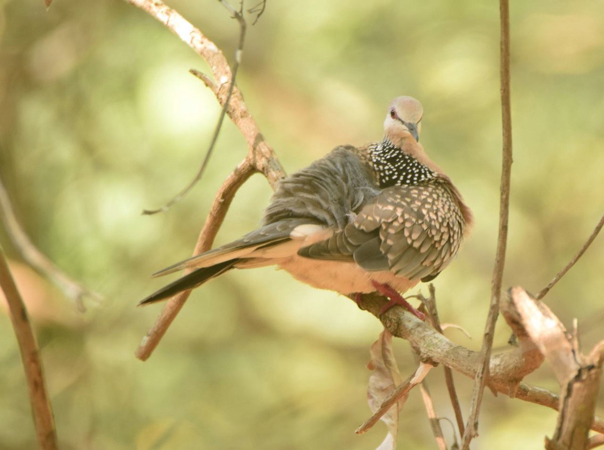 Spotted Dove - ML48743391