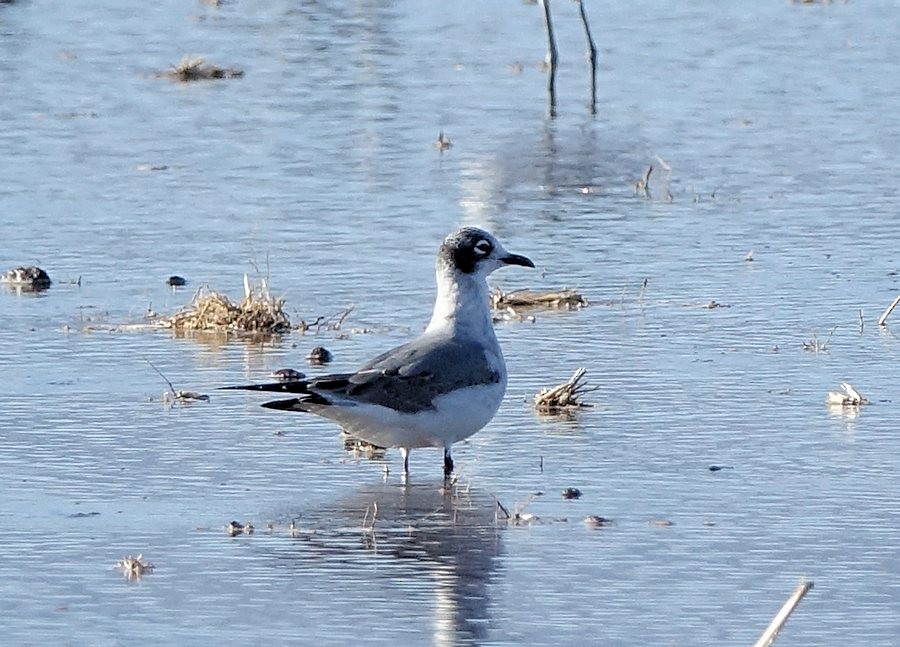 Franklin's Gull - ML487434461