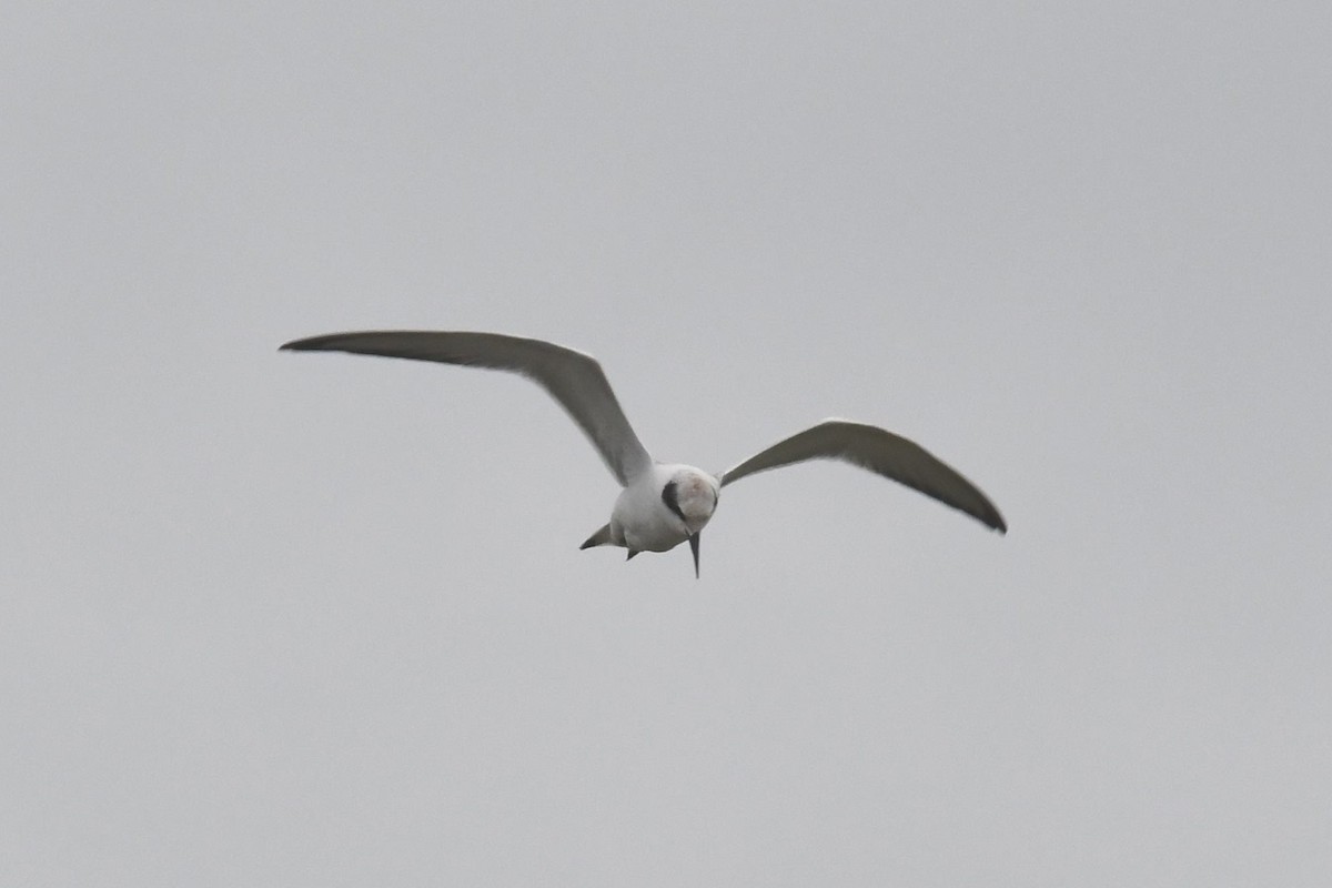 Forster's Tern - ML487434741