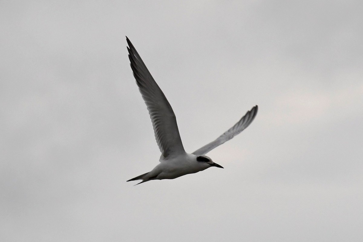 Forster's Tern - ML487434791