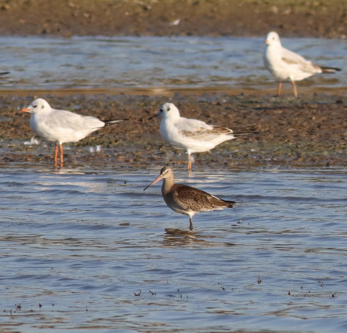 Black-tailed Godwit - Alper YILMAZ