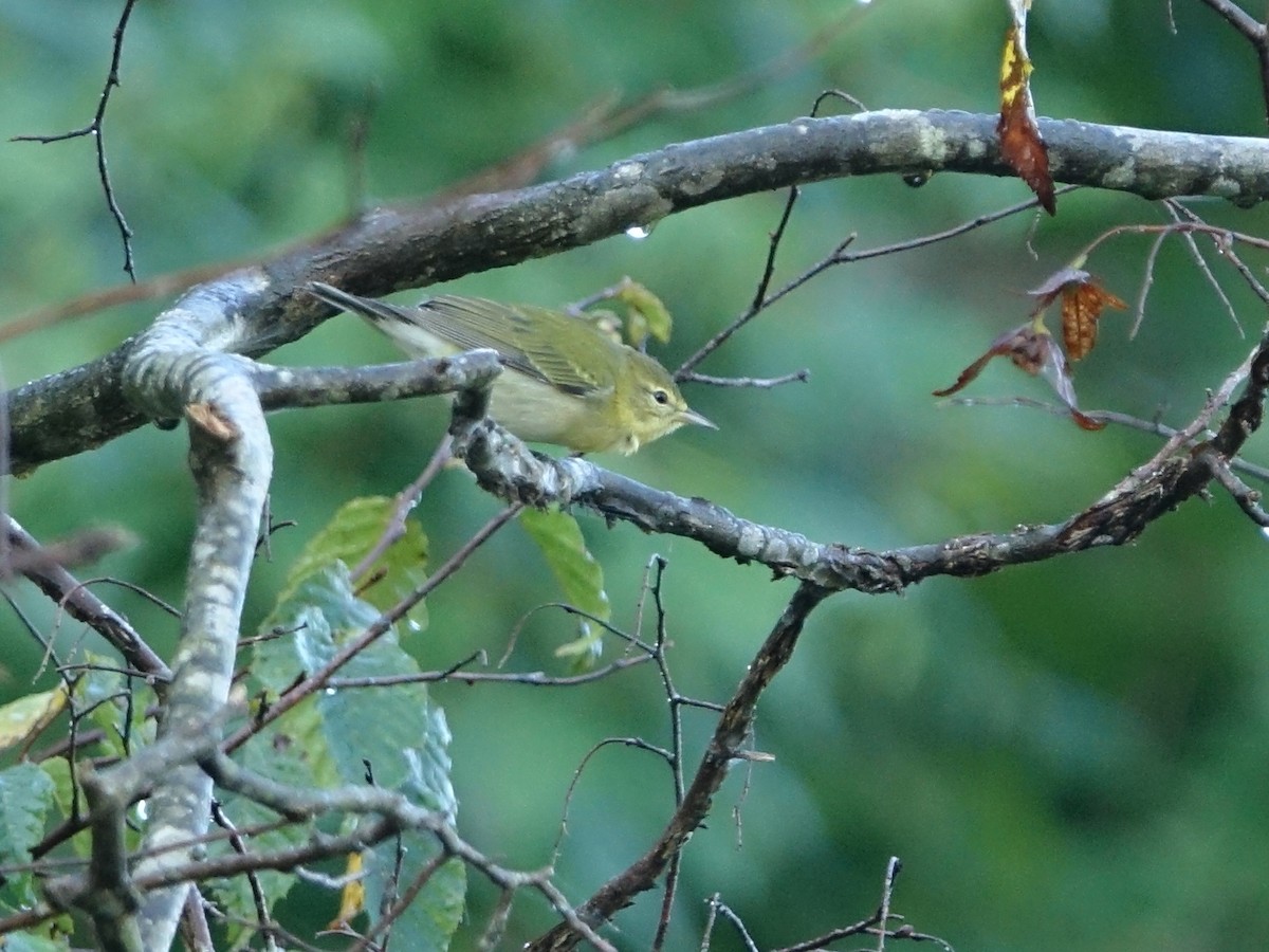 Tennessee Warbler - ML487437051