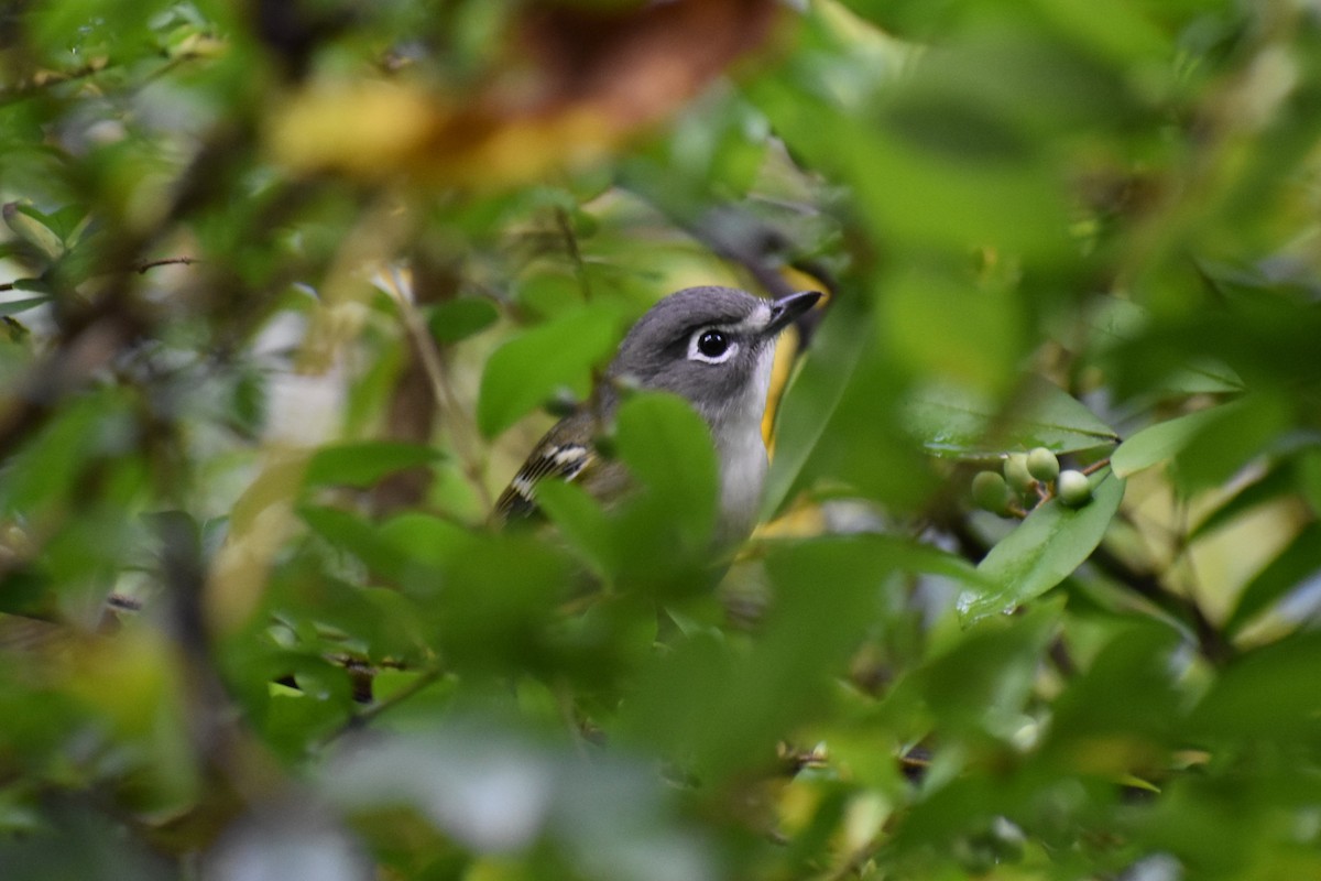 Blue-headed Vireo - ML487437831