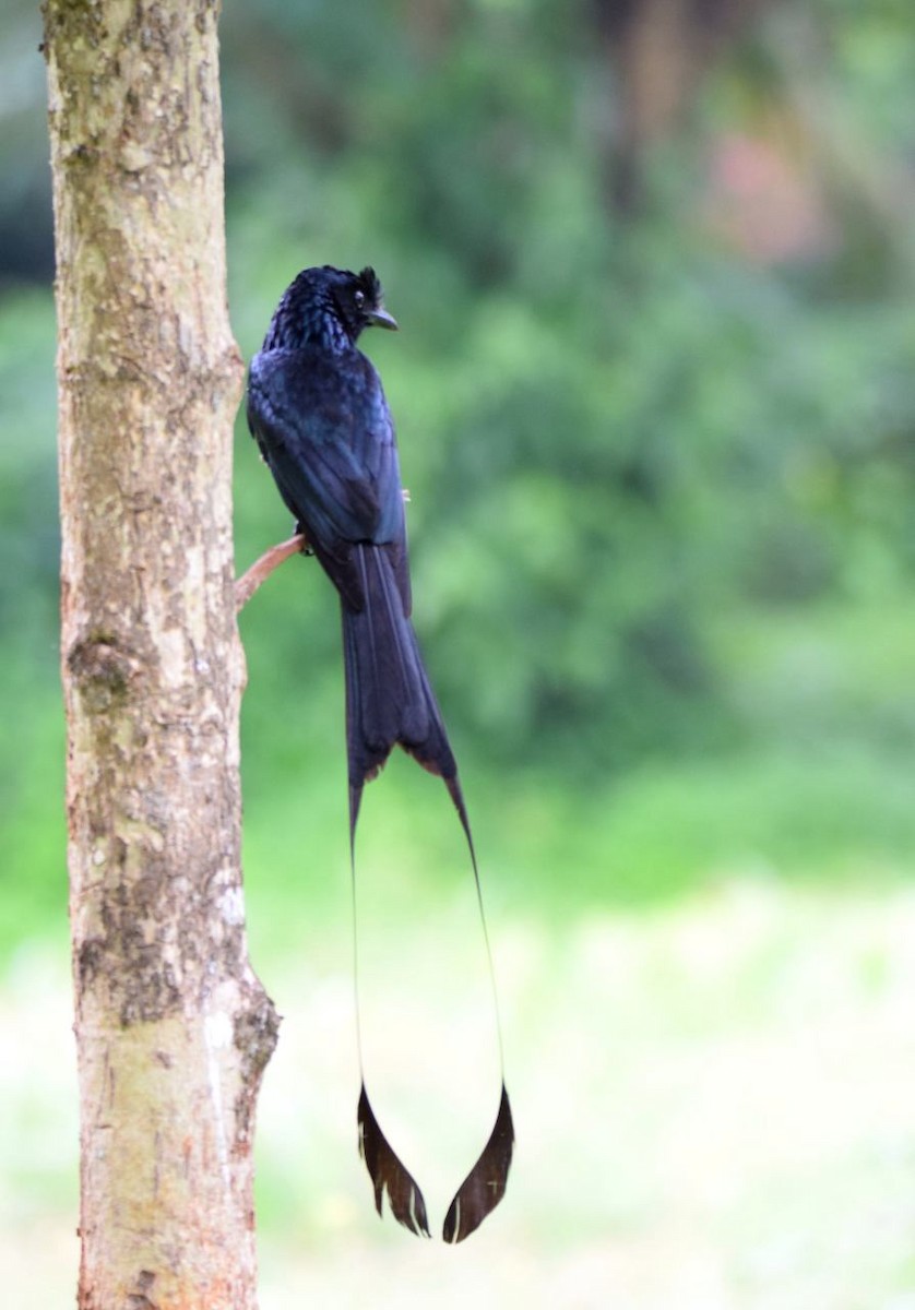 Greater Racket-tailed Drongo - ML48743811