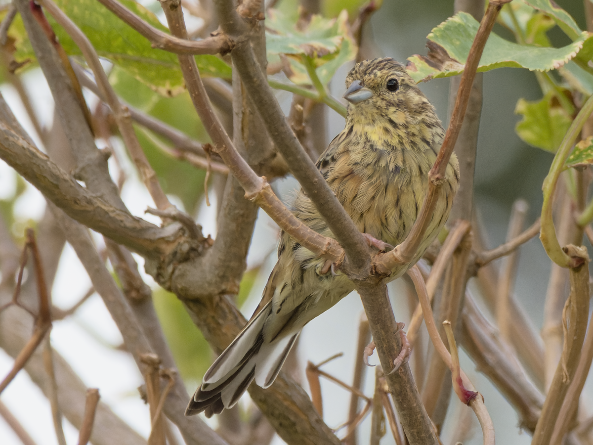 Cirl Bunting - ML487439731