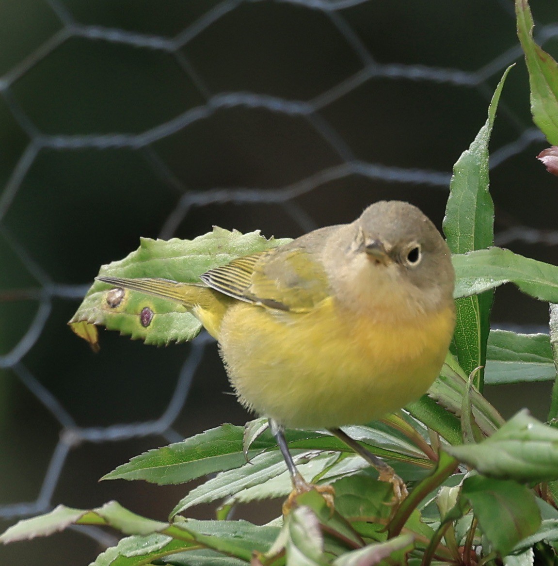 Nashville Warbler - ML487440301