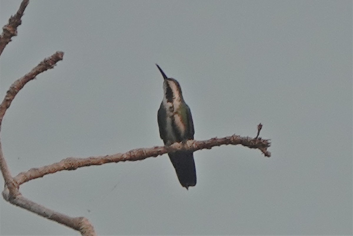 Black-throated Mango - ML487440371