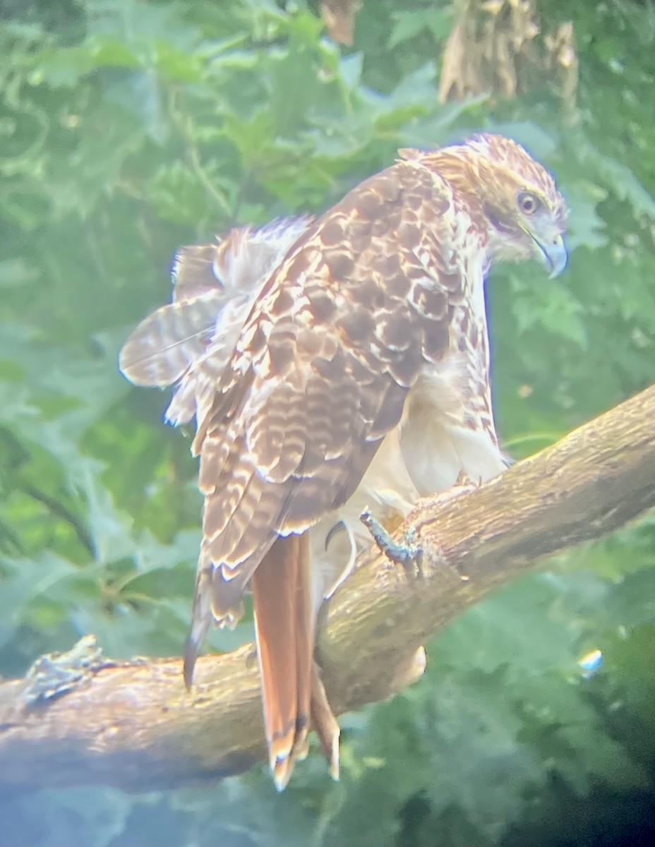 Red-tailed Hawk - ML487440461