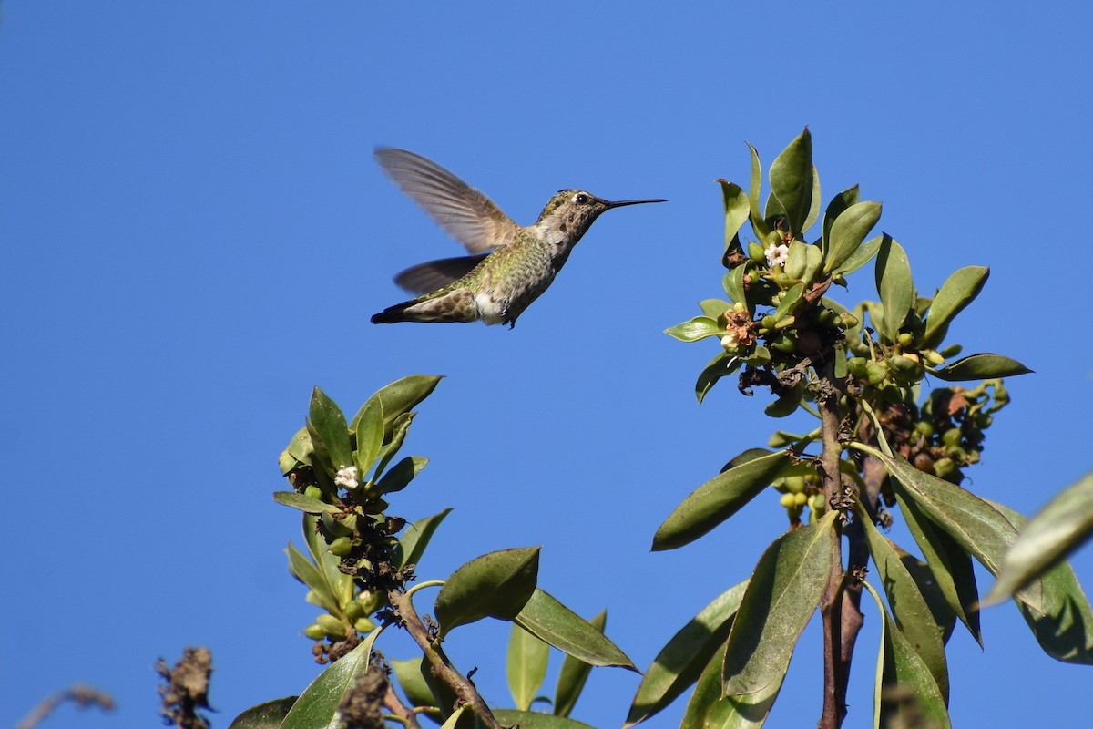 Anna's Hummingbird - Ali Nygaard