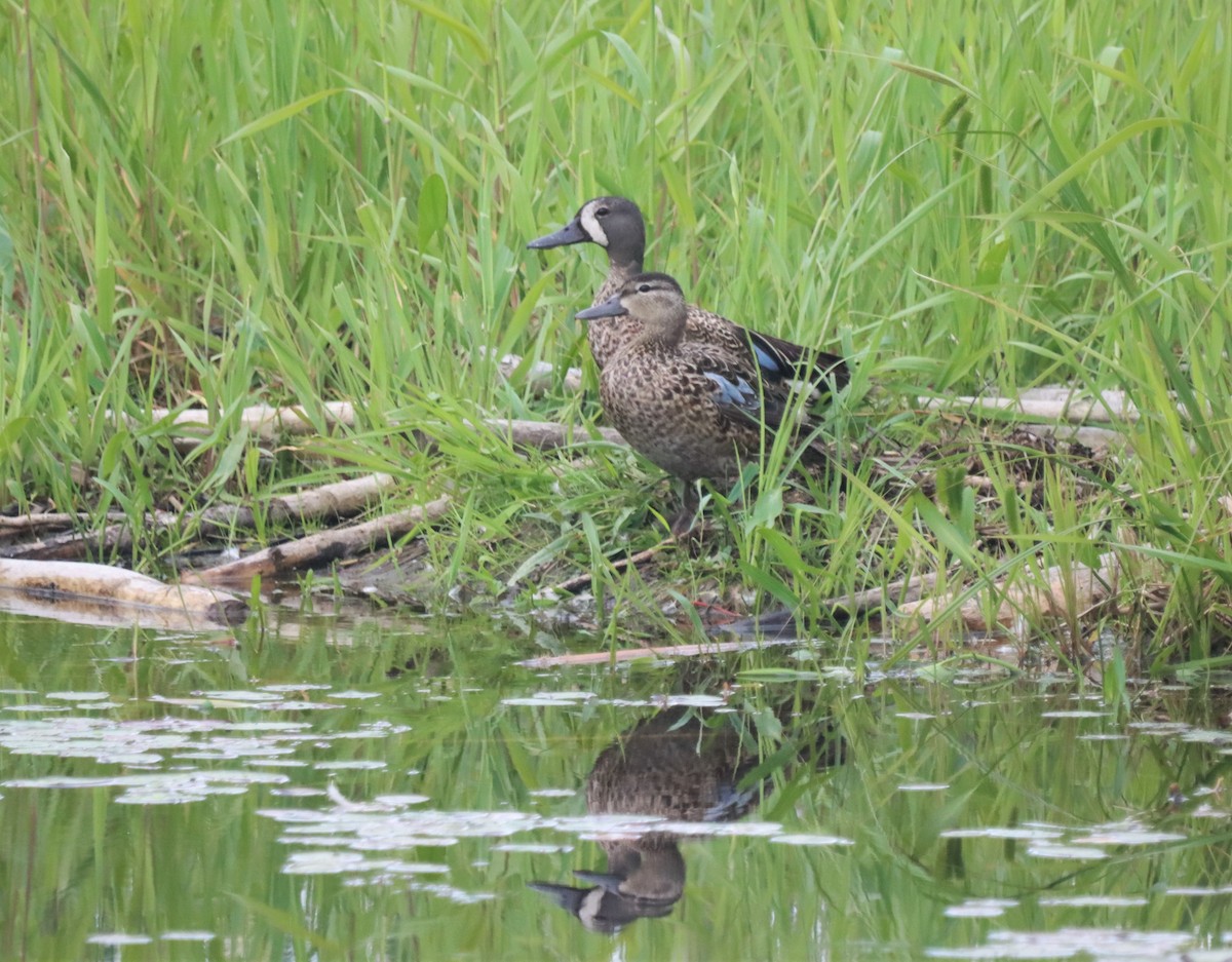 Blue-winged Teal - ML487444881