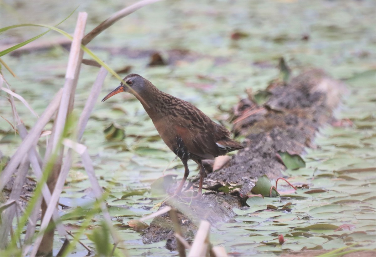 Virginia Rail - ML487445011