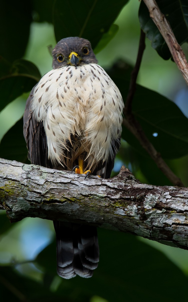 Double-toothed Kite - ML487445541