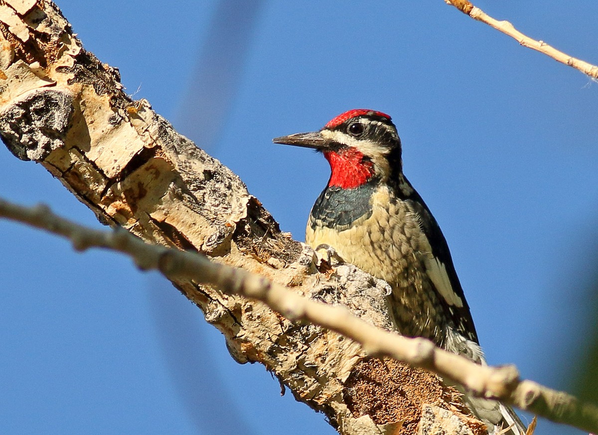 Red-naped Sapsucker - ML487445571