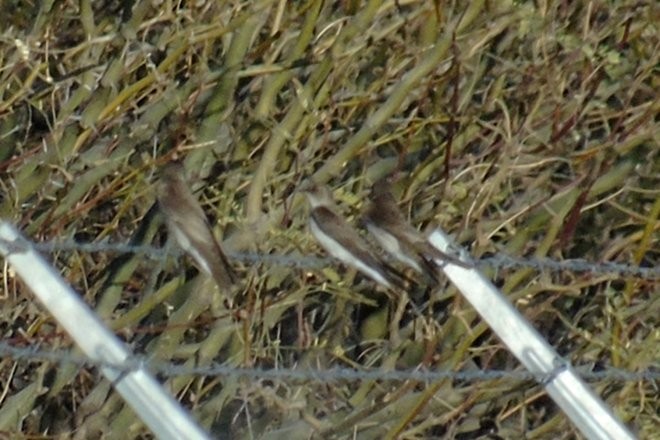 Northern Rough-winged Swallow - ML48744611