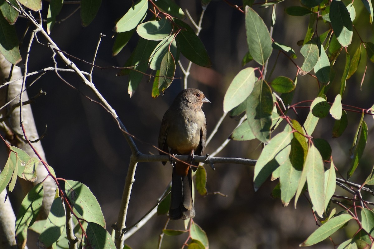 California Towhee - ML487446491