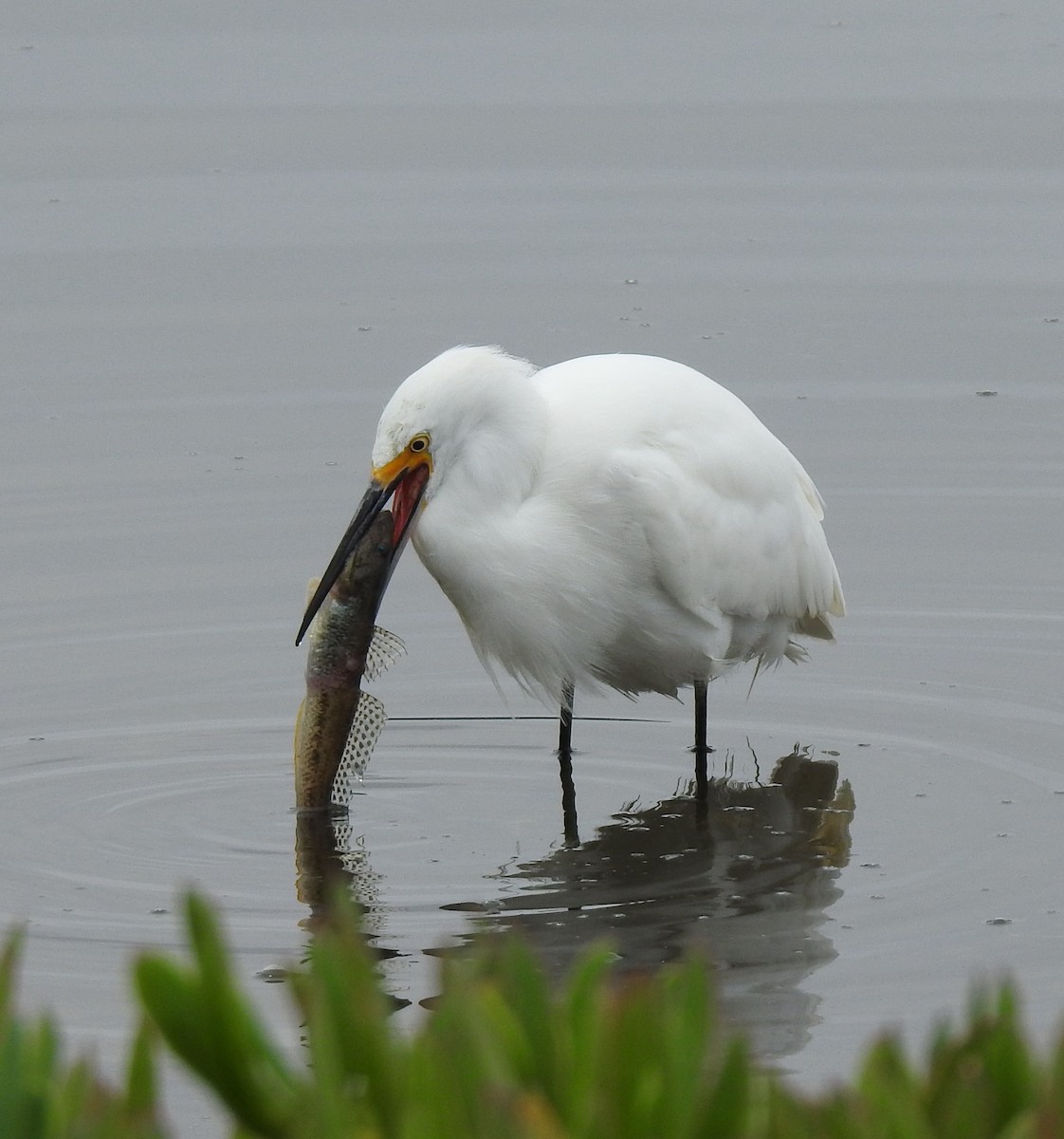 Snowy Egret - Anonymous