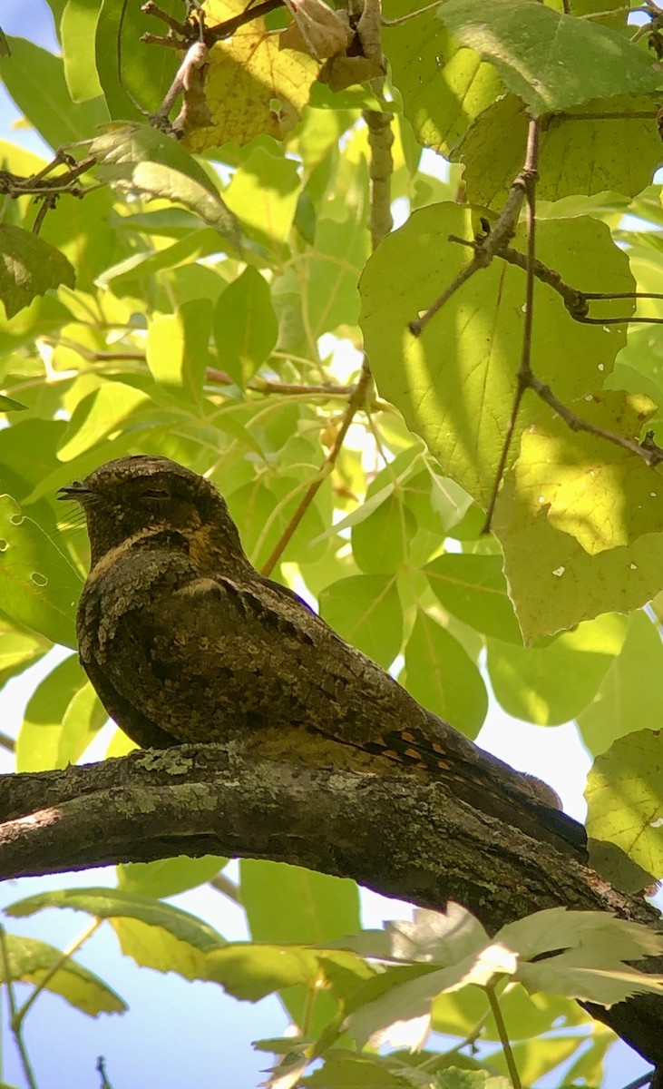 Eastern Whip-poor-will - ML487446681