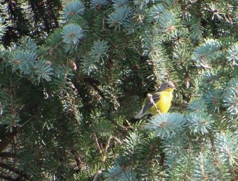 Magnolia Warbler - ML487448321