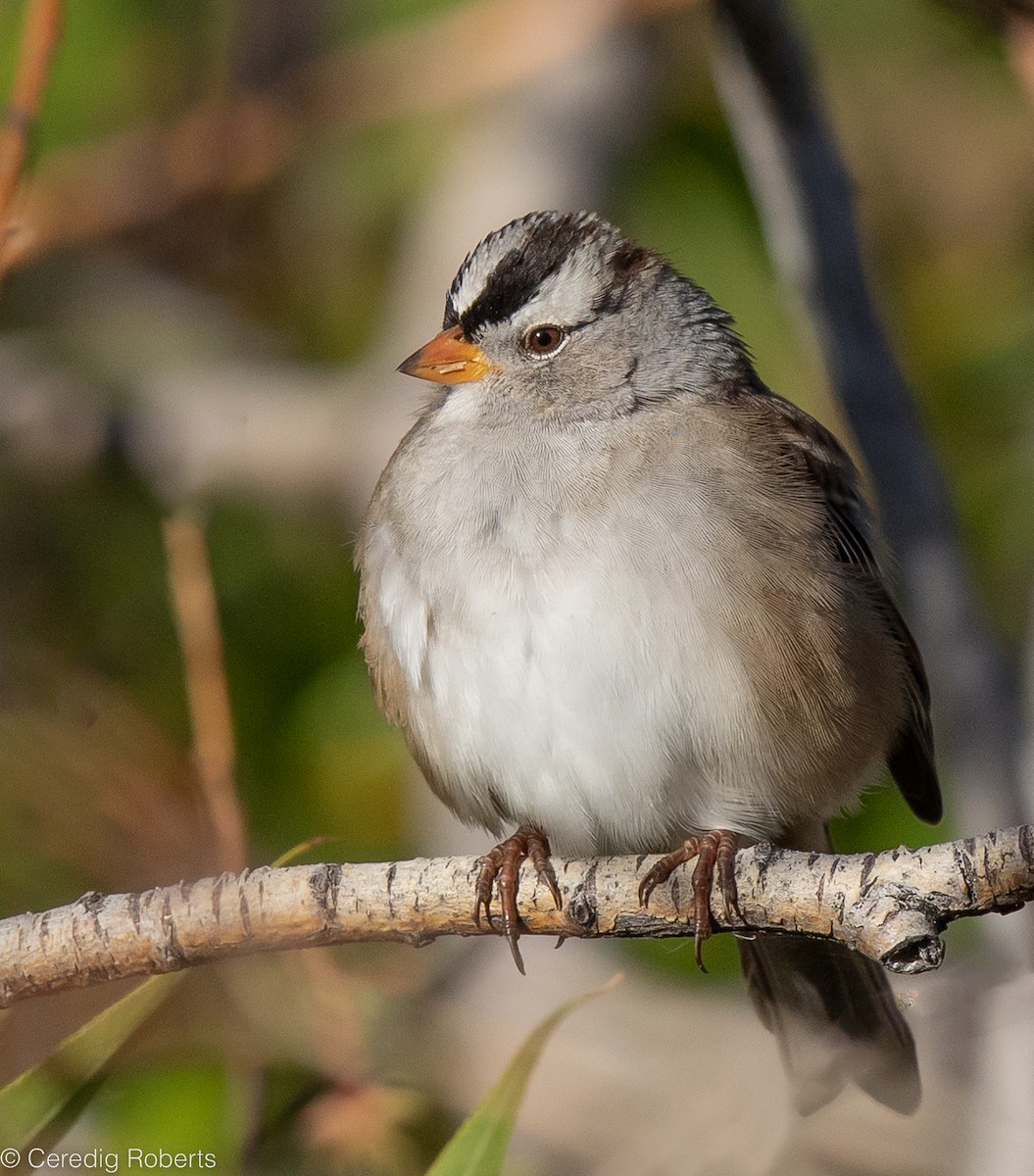 White-crowned Sparrow - ML487448511