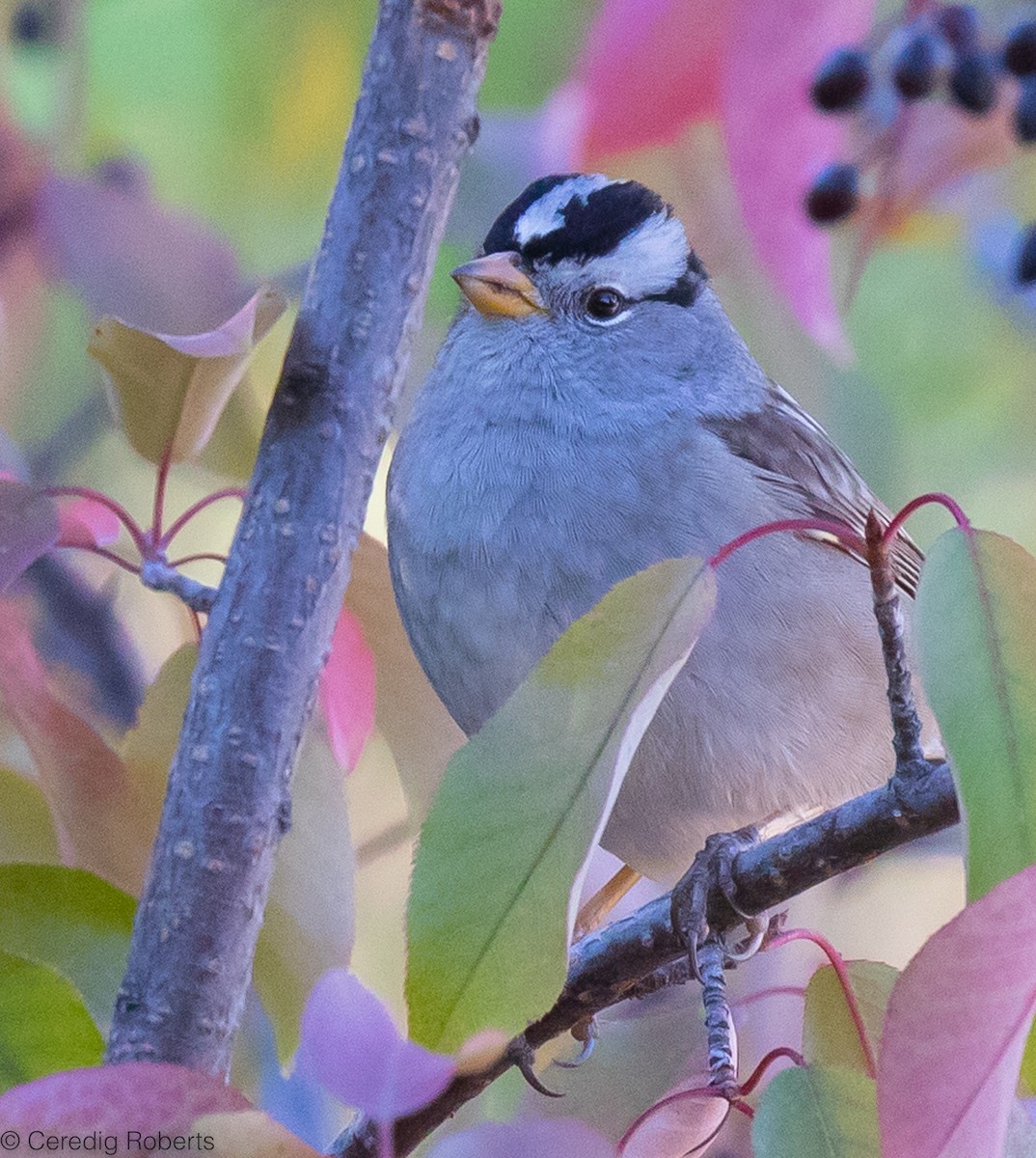 White-crowned Sparrow - ML487448521