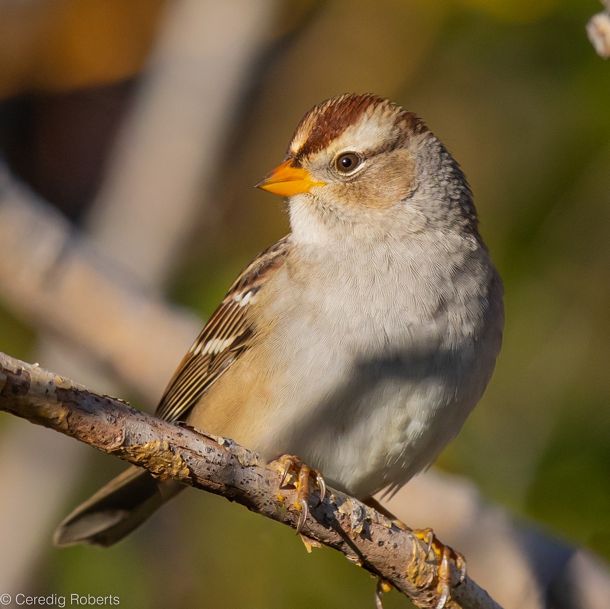 White-crowned Sparrow - ML487448531