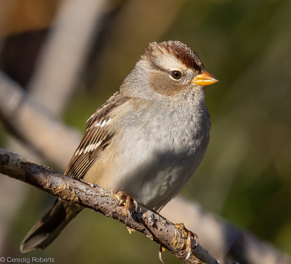 White-crowned Sparrow - ML487448541