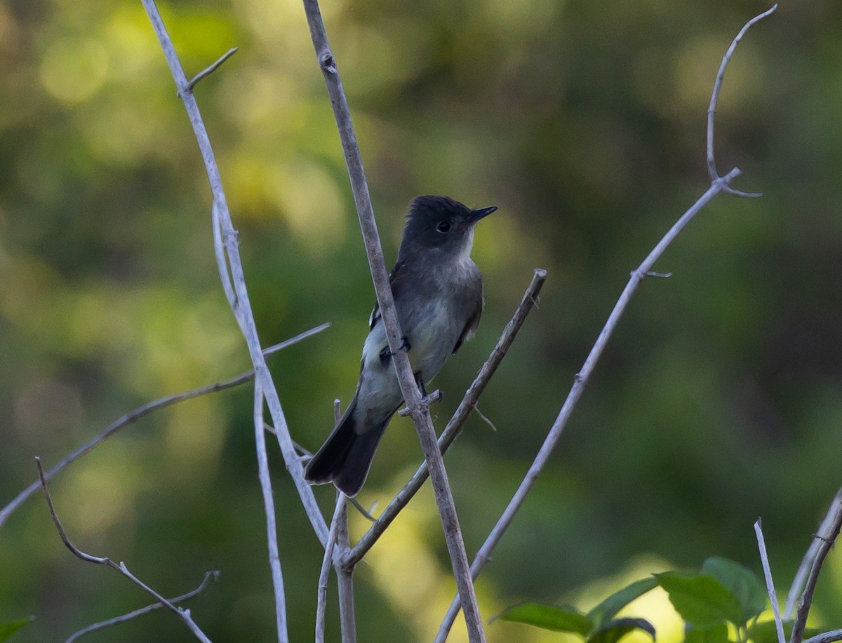 Eastern Wood-Pewee - ML487448711