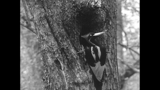 Ivory-billed Woodpecker (Northern) - ML487449